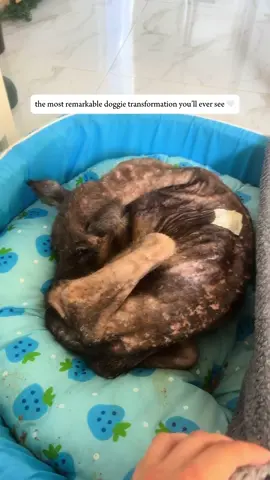 ‼️Our video has gone viral on Facebook and Instagram and we are informed there’s a TikTok page called ‘Scott’s Rescues’ pretending it’s his video and asking for donations‼️ He has 50k likes and is deleting our comments. It’s heartbreaking because we’ve spent 8 hard months and a LOT of money out of our own pocket to get Sena to how she is today 🤍 People have no shame.  THIS is her only TikTok account and you can find her under the same name on Instagram for ALL her original content during this journey.  Please like and share and report his account 🙏🏼🤍 #rescuedog #dogtransformation #soidog #streetdog #dogrescue 