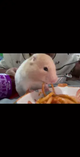 mukbang cùng bé nha #hamster 