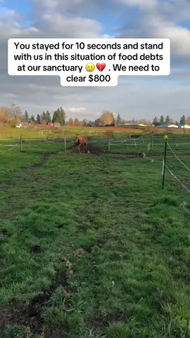 You stayed for 10 seconds and stand with us in this situation of food debts at our sanctuary 🥲💔 . We need to clear $800#fyp #horse #sanctuary #viraltiktok 