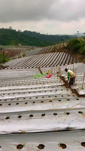 🌱🌱🌱 #petaniindonesia🇮🇩🇮🇩🇮🇩🌿🌿 #petanisukses💪🌾🌿 #petanicabai🌶️🌶️🌶️ #petanimilenial  #fyppppppppppppppppppppppp 