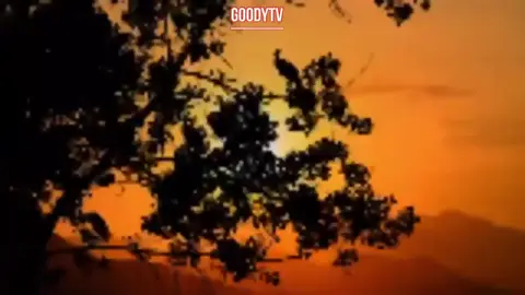 လင်းနစ်🎤 နေညိုရင်🌄 #လင်းနစ် #နေညိုရင် #နေညိုရင်တို့ဝေးရမယ်သိထားလဲ 