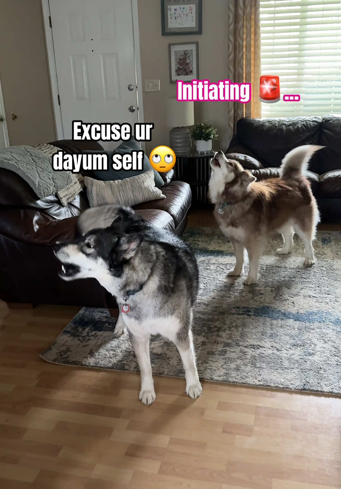 #throwback to Kita’s iconic hallway howls #husky #dogsofttiktok #funny #funnydog 