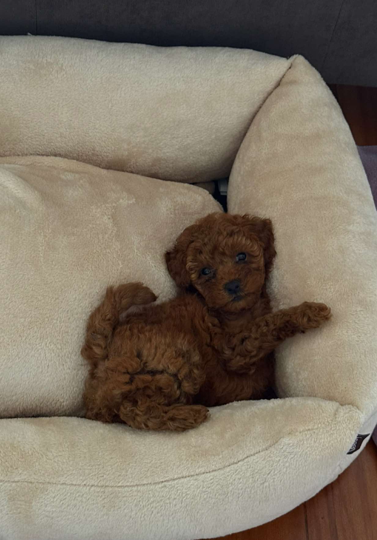 Enamórense tmb ok #fypシ゚ #fyp #puppy #mascotas #perros 