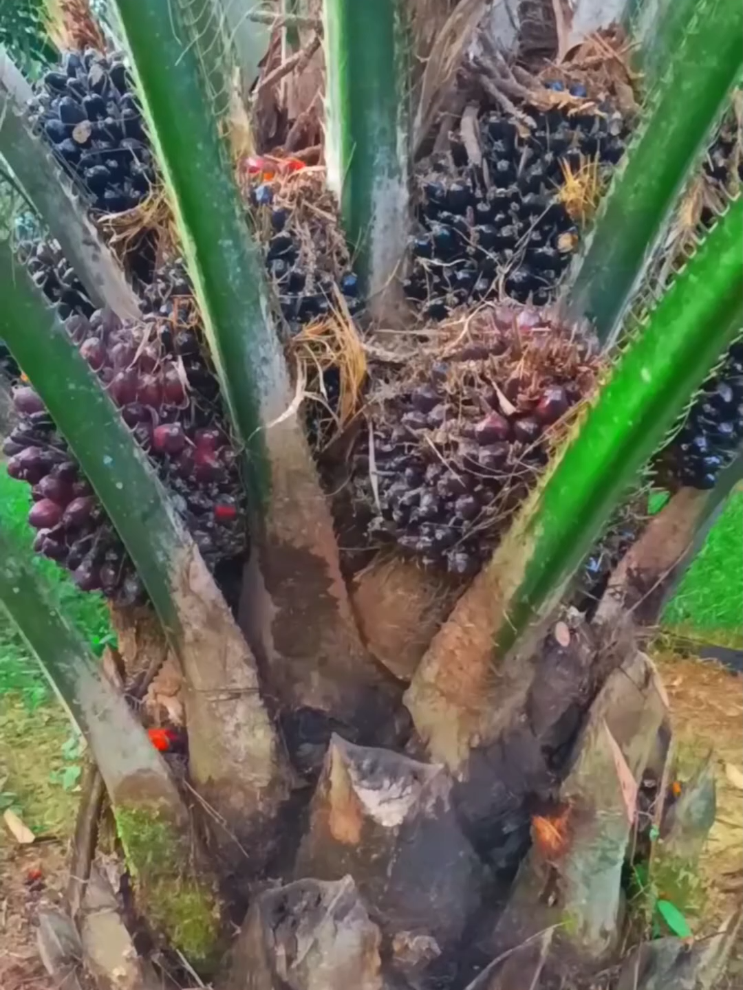 COSECHA DE LA PALMA AFRICANA: EL ACEITE DEL MUNDO 🌴 Con racimos llenos de frutos rojizos, la palma africana se corta y transporta hasta plantas procesadoras, donde se obtiene el aceite base de miles de productos. #PalmaAfricana #AceiteDePalma #Agricultura #Cultivos #IndustriaAlimentaria #Curiosidades #Naturaleza