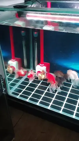 apakah harus tambah aquarium lagi pelihara ni ikan? 🗿 #goldfish #promoseruweekend #qualitygoldfish #ikankokiindonesia #spicygoldfish 