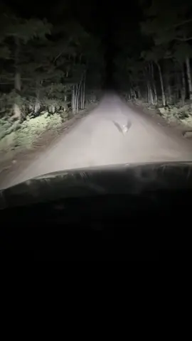 Should’ve got that rabbits foot.. #rabbit #utah #hunting 