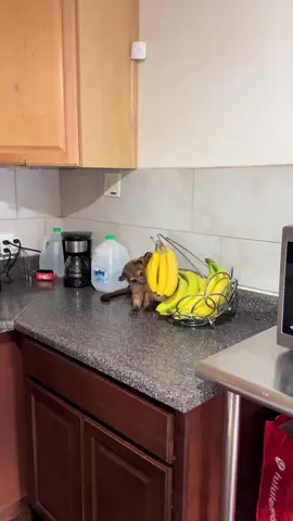 Look whose in my kitchen 👁️ 