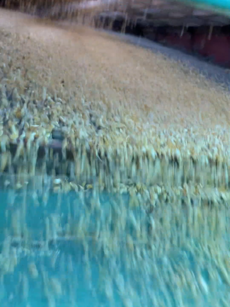 Ngũ cốc nguyên hạt cho gà 