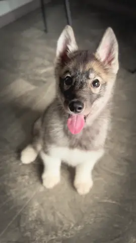 なかなかオーナー様が決まらないグレーアグーティ君😭💕 大人になったら色が薄くなり、かっこいい感じになる子です✨ お利口さんで本当に可愛い🩷 #シベリアンハスキー #ハスキー子犬 #siberianhusky #agoutihusky 