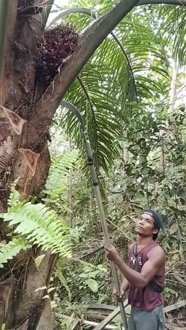 panen buah kelapa sawit segar #fyppppppppp #fypviralシ #panensawit #raditsawitfishing #fyp #foryou #semua 