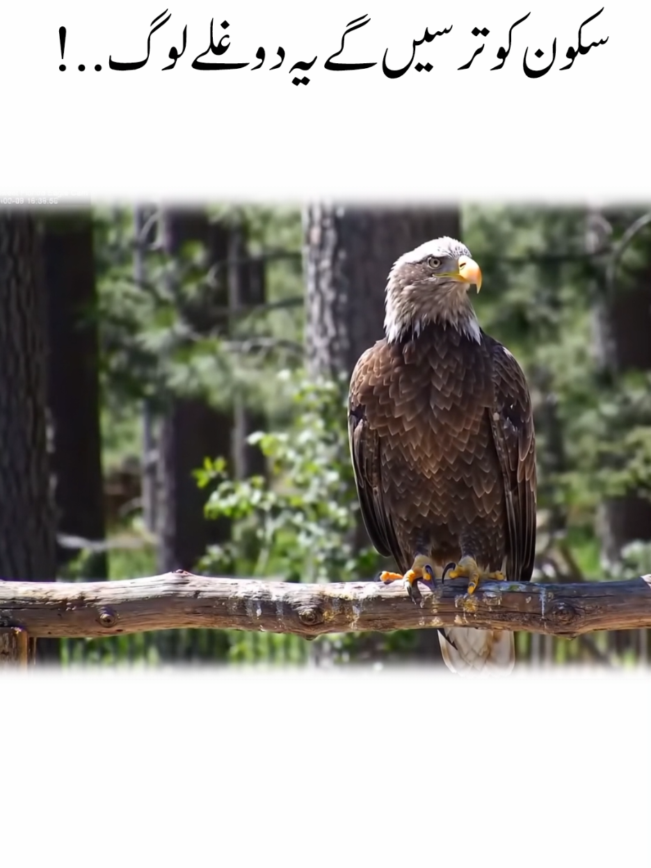 Eagle sitting on a tree branch  | Power of Shaheen#eagle #viralvideos #tik_tok #power #power 