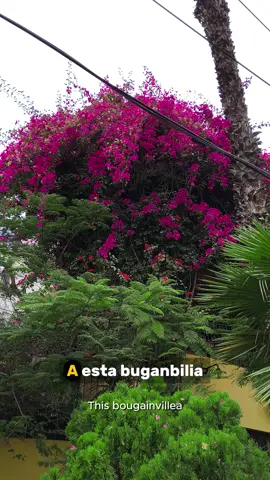 El secreto de la bugambilias 😱🪷🌿, tienes que tratarlas mal para que florescan 😅🌺 #plantas #bugambilia #tips #elchicodelasplantas #plant 