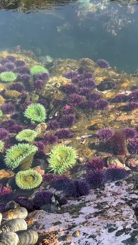 Prices for sea urchins in France vary, with market prices for fresh ones around $12-15 USD per kg in 2024, and festival prices as low as 4 euros per dozen locally in Mediterranean regions. For high-end, pre-packaged roe, prices can be significantly higher, such as €36.00 for a single unit or over €450.00 per kilo, as seen on retailer websites. 