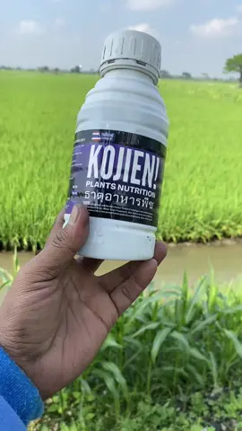 Kojien hasilnya tidak di ragukan lagi👍#kojien #padi #fyp #foryou #zatstimulatortanaman 