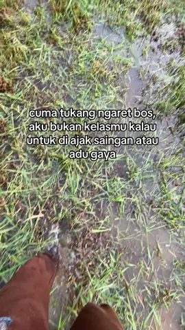ojo diajak saingan ndak mampu akuu😭😭#sobatngaret #peternakmuda #sapijumbo #fyp #viralvideo 