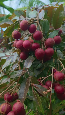 Kelengkeng Merah atau ruby longan adalah varietas kelengkeng yang langka dengan kulit dan bagian lain seperti batang serta daunnya berwarna merah, tidak seperti kelengkeng biasa yang berwarna kuning atau coklat. Buah ini memiliki rasa yang sangat manis, daging buah yang tebal, serta sifat genjah (cepat berbuah) dan dapat tumbuh di berbagai dataran. Kelengkeng merah dikenal sebagai buah yang eksotis dan kaya akan nutrisi seperti vitamin C, kalium, dan serat yang bermanfaat bagi kesehatan. #janganpernahmalujadipetani  #fazathan_tani  #petanisukses  #buahbuahansegar  #alam 