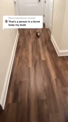 😂💔 #ferretlove 