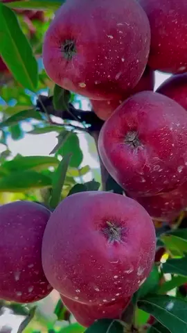 🍎🍎🍎🍎🍎🍏🍏🍏#fypシ゚viral #friut 