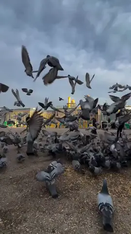 جمعه مباركه معطره بذكر الله #كربلاء_المقدسة #العتبه_الحسينيه_المقدسة  #العتبه_العباسيه_المقدسه  #علي_الكعبي  #بين_الحرمين 