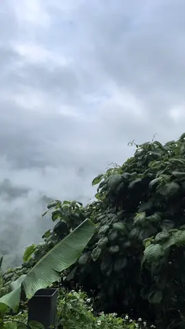 Đèo Bảo Lộc ngày mưa 🌧️ Thay vì đạp ga mình thích vặn ga đi tới nơi mình muốn 🏍️⛰️🌳🏕️ #deobaoloc