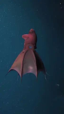 Nama ilmiah: Vampyroteuthis infernalis Nama umum: Vampire Squid (Cumi-cumi vampir) Klasifikasi: Kerajaan: Animalia Filum: Mollusca Kelas: Cephalopoda Ordo: Vampyromorphida Famili: Vampyroteuthidae Genus: Vampyroteuthis Spesies: V. infernalis Deskripsi Vampyroteuthis infernalis berarti “cumi-cumi vampir dari neraka”. Meskipun namanya menakutkan, hewan ini bukan predator ganas. Ia merupakan cephalopoda laut dalam yang memiliki ciri khas tubuh gelap, mata merah menyala atau biru, serta selaput yang menghubungkan lengan-lengannya hingga menyerupai jubah. Panjang tubuhnya relatif kecil, sekitar 30 cm. Habitat Hidup di laut dalam pada kedalaman 600–900 meter, namun bisa ditemukan hingga 3.000 meter. Daerah persebarannya meliputi lautan tropis hingga sedang di seluruh dunia. Vampyroteuthis beradaptasi dengan kondisi oxygen minimum zone (OMZ), yaitu wilayah laut dalam dengan kadar oksigen sangat rendah, yang umumnya tidak bisa ditinggali hewan lain. Perilaku dan Makanan Berbeda dengan cumi-cumi pada umumnya, cumi-cumi vampir tidak berburu mangsa hidup. Mereka memakan “marine snow”, yaitu serpihan organik yang jatuh dari lapisan atas laut (sisa-sisa plankton, bangkai kecil, dan kotoran). Dengan lengan berlapis duri halus dan benang panjang (filament), ia menangkap partikel-partikel kecil ini. Pertahanan Cumi-cumi vampir tidak memiliki kantung tinta seperti cumi lain. Sebagai gantinya, ia menghasilkan cahaya bioluminesensi dari organ khusus (photophore). Saat terancam, ia bisa mengeluarkan awan cahaya biru kehijauan dari tubuhnya, membingungkan predator. Ia juga dapat melakukan gerakan “inside-out” dengan membalik jubah membrannya sehingga duri-duri kecil tampak keluar, membuatnya terlihat menakutkan. Keunikan Satu-satunya spesies yang masih hidup dari ordo Vampyromorphida. Dapat bertahan hidup di lingkungan dengan oksigen sangat rendah. Merupakan contoh evolusi unik cephalopoda yang bukan predator aktif, melainkan pemakan detritus. #animals #hewan #cumicumi 