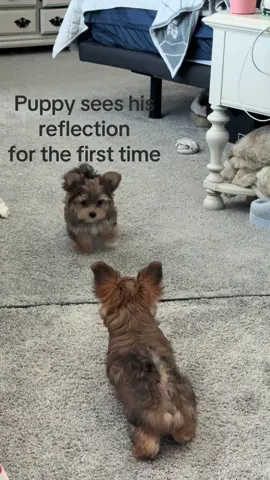 Puppy sees his reflection for the first time 😂 #fyp #viral #cute #puppy #family 