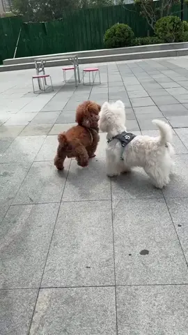 #PuppyLove #CutePuppies #PuppyLife #DoggoDelight #PuppyAdventures