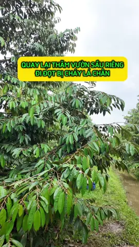 Đã giải quyết vấn đề vườn sầu riêng chú Phích ở Cồn Tân Lộc, ra đọt non bị cháy lá chân. hướng dẫn chú cách tỉa cành cho cây khoẻ. #tudaysaurieng #simorganic 