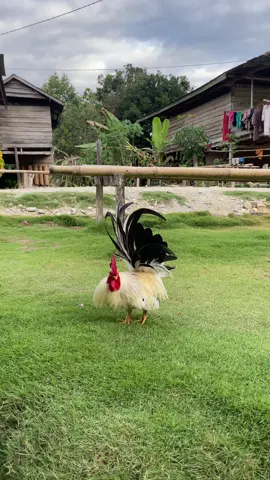 #akfarmid #peternakmuda #p#lewatberanda #ayamkate 