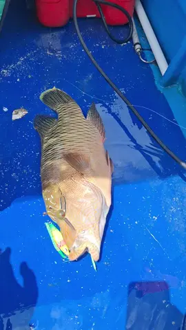 #ikannapoleon #kerapudiLindungi #fyp #viralvideo  #Mancing 