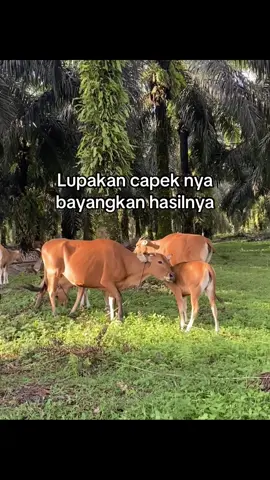 #peternakmuda #peternaksapi #sapi #sapiindonesia #bosmuda 