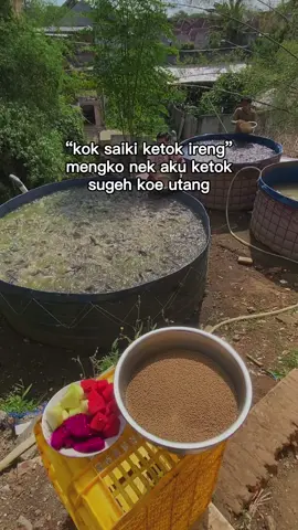 Kolam uji kualitas bibit lele hasil pemijahan mas GG👋👋👋 #lelemasgg #bibitlelemalang #lelemalang #lelekonsumsi #bibitmalang 