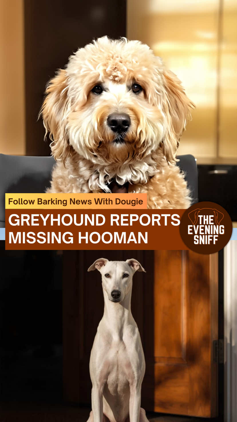 🦴Follow For The Latest Pupdates! Greyhound files missing Hooman report! #goldendoodle #greyhound #newsparody #funnydogvideos #dogcomedy 