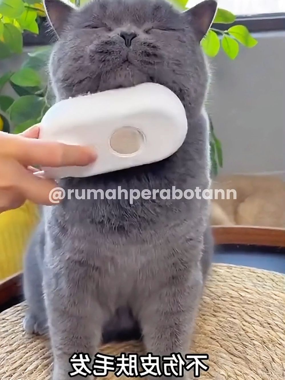 Sisir uap bulu kucing untuk grooming dan merapikan bulu kucing  #sisiruapkucing #sisiruapanabul #sisirgroominganabul #sisirbulukucing #fyp 