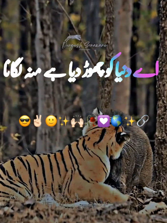 ارے چھوڑ دیا ہے دنیا کو منہ لگانا 🥰🔥💯💫#foryoupage #🖇️✨🥀💔# #standwithkashmir #fyp #500k    
