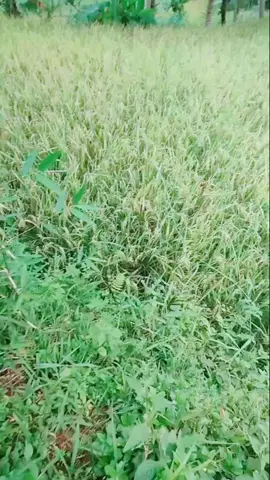 Assalamu'alaikum... wilujeng siang sahabat vt q yg baik hati 🙏🥰🤗 pasawahan indah#pemandangan pesawahan#lagu Sunda viral#fypシ゚