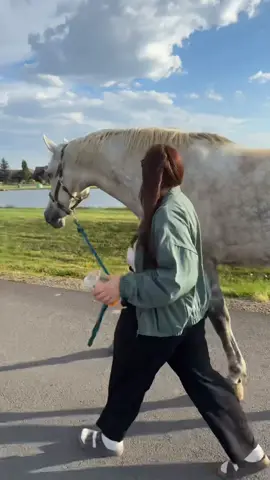 My version of this trend with my handsome man♥️ #foryoupage #horsesoftiktok #horse #fypシ 