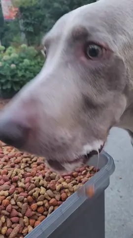 Rhino's favorite day. 🍗 #rhinotheweimaraner #agoodday #dogsoftiktok #weimaranersoftiktok #fyp