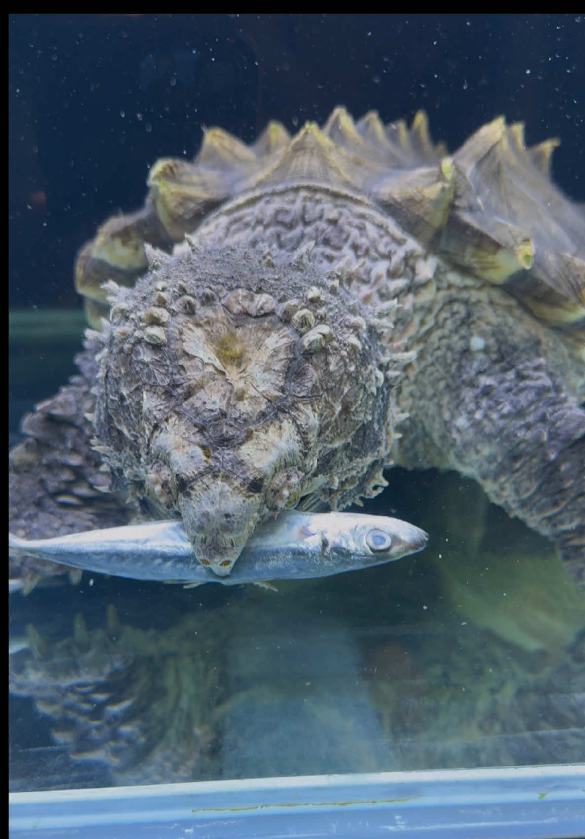 Feeding time 🙌🏻🙌 #alligatorsnappingturtle #snappingturtle #turtle #reptile #kurakura 