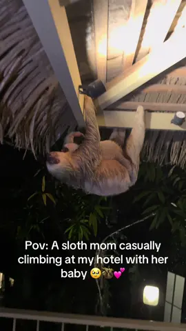 Cutest thing I’ve ever seen in Costa Rica 🇨🇷✨ a mama sloth carrying her baby right at the hotel 🦥 #sloth #mom #costarica #wildlife #cuteanimals