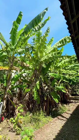 Sumilir angin#1080p60fps #foryoupage❤️❤️