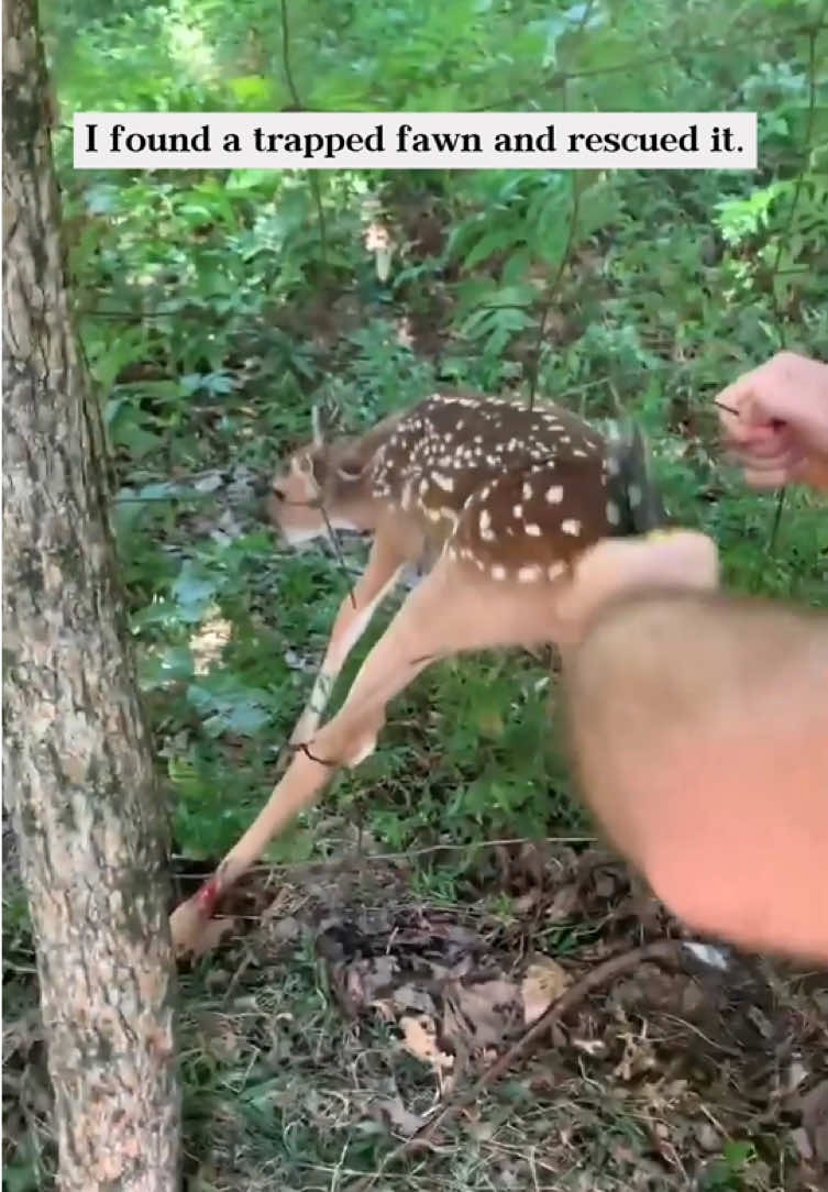 I took in a trapped fawn and helped it find its mother.Unexpectedly…#rescue #animals #fyp #fawn #deer 