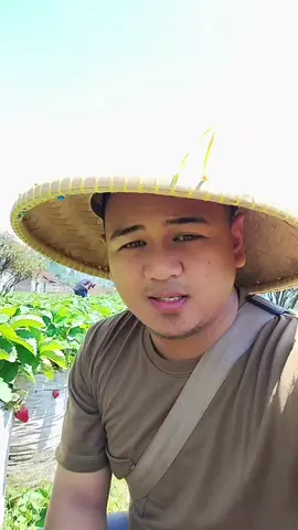 Redberry Strawberry Ciwidey stoberi nya gede gede, manis banget