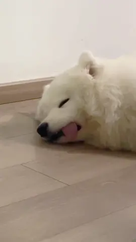 Sleepy Baby Mode Activated 💤 #dog #samoyed #pets #fyp #cutedog #funny