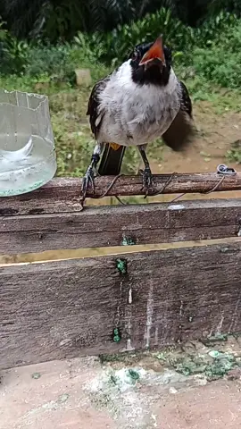 kutilang ngerayu#kutilang #kutilangsolok #flksguys🥰biarrame🥰 #dajep21 #fyp 