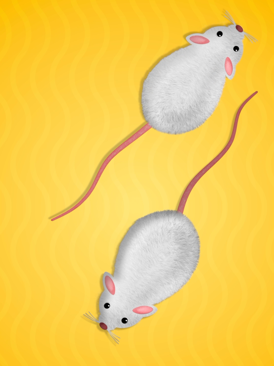 เกมส์แมว หนูให้แมวเล่น คลิปสำหรับแมว Game for cats  #catgames #gamesforcats #เกมส์แมว #แมวติดจอ #videoforcats 