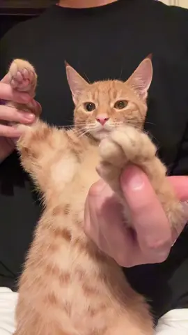 Cat Dance Toma Toma #xybca #fyp #cat #funny #foryou 