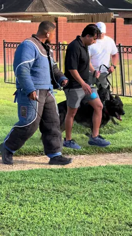 Make No eye contact, just focus! #knox #petpov #dog #training 