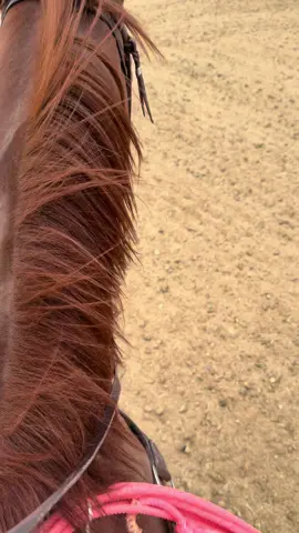I guess ill be looking for some practice partners, anyone want to rope with a 2+ roper on a good day ? ropingfinder.com  @Republic Ropes @TenneyTraining-MentalGameCoach #lasvegas #teamroping #rodeolife #teamropingbrasil 