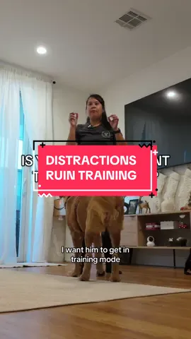For an effective training session, you have to set up your training space. If you’re distracted, so is your dog. If your dog is distracted, they’re not in the mindset for training or focusing. #dogs #dogtrainingtips #dogtrainer #dogstuff #dog #dogtrainingadvice #dogtok 